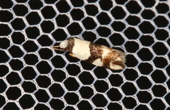 Zonopetala decisana