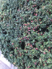 Taxus baccata