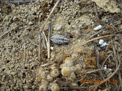 Pseudocleonus novaki
