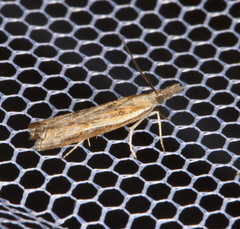 Ptochostola microphaeellus