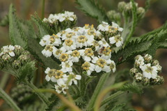 Achillea alpina camtschatica