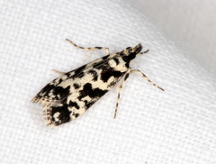 Eudonia aphrodes