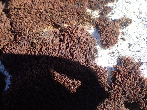 Andreaea nivalis observed 2025-08-10