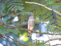 Pachyramphus marginatus