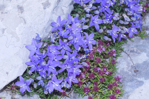 Waldstein Bellflower (Campanula waldsteiniana)