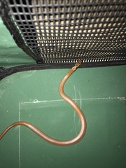 Suta punctata