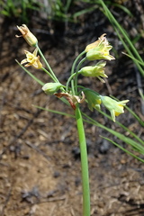 Tulbaghia ludwigiana