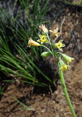 Tulbaghia ludwigiana