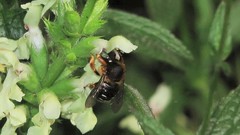 Anthidium punctatum