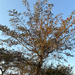 Acacia erythrantha