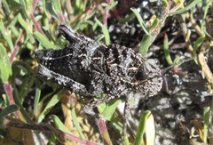 Porthetinae