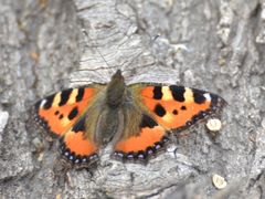 Aglais urticae