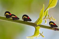 Membracis sanguineoplaga