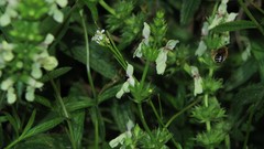 Anthidium punctatum
