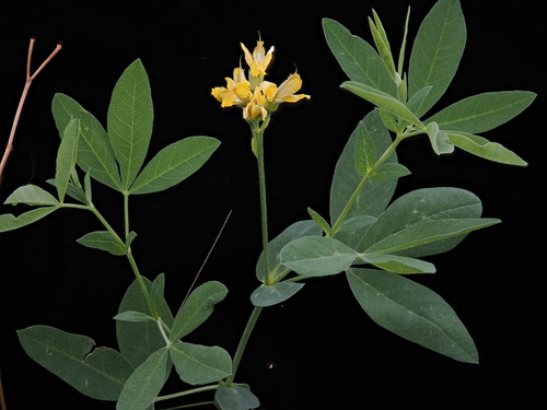 Mountain Goldenbanner (Thermopsis montana)