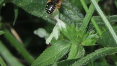 Anthidium punctatum