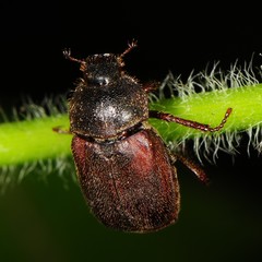 Hoplia