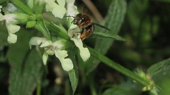 Anthidium punctatum