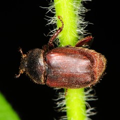 Hoplia