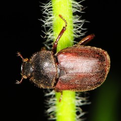 Hoplia
