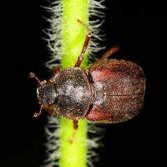 Hoplia