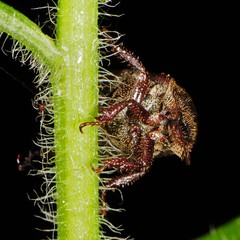 Hoplia