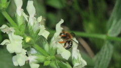 Anthidium punctatum
