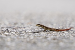 Takydromus stejnegeri