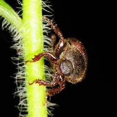 Hoplia