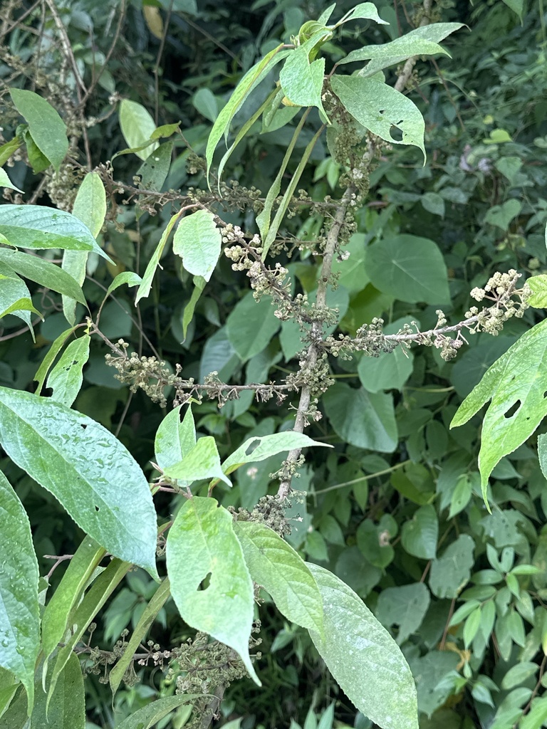 Pipturus argenteus (Pipturus argenteus)