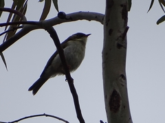 Melithreptus