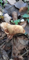 Paxillus rubicundulus