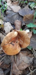 Paxillus rubicundulus