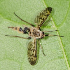 Rhagio punctipennis