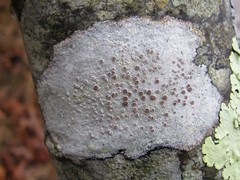 Lecanora subpallens