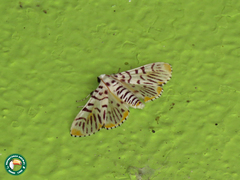 Polygrammodes maccalis