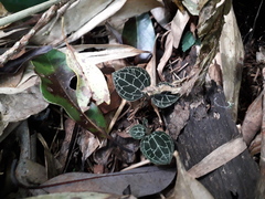 Anoectochilus formosanus