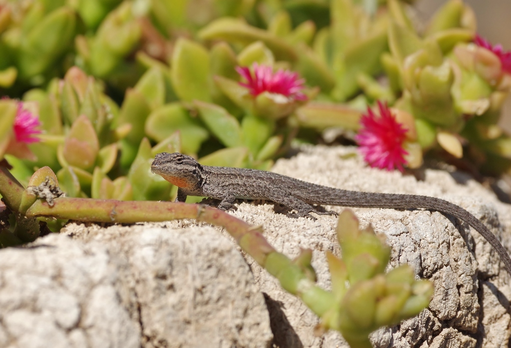 Cataviña Brush Lizard (Urosaurus lahtelai)