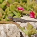 Baja California Brush Lizard - Photo (c) thibaudaronson, some rights reserved (CC BY-SA), uploaded by thibaudaronson