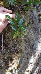 Veronica bishopiana