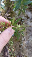 Veronica bishopiana