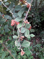 Rhynchosia volubilis