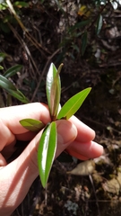 Veronica bishopiana