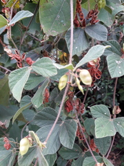 Rhynchosia volubilis