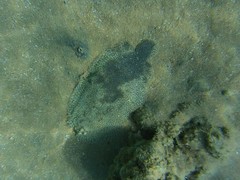 Pardachirus marmoratus
