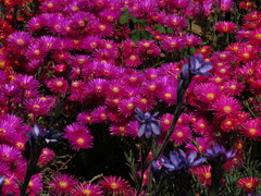 Lampranthus coccineus