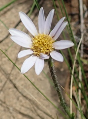 Afroaster hispidus