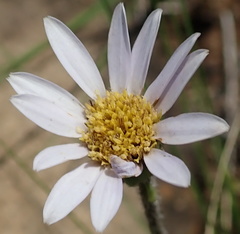 Afroaster hispidus
