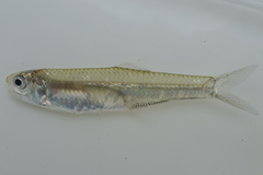 Oceanic Anchovy photo 1