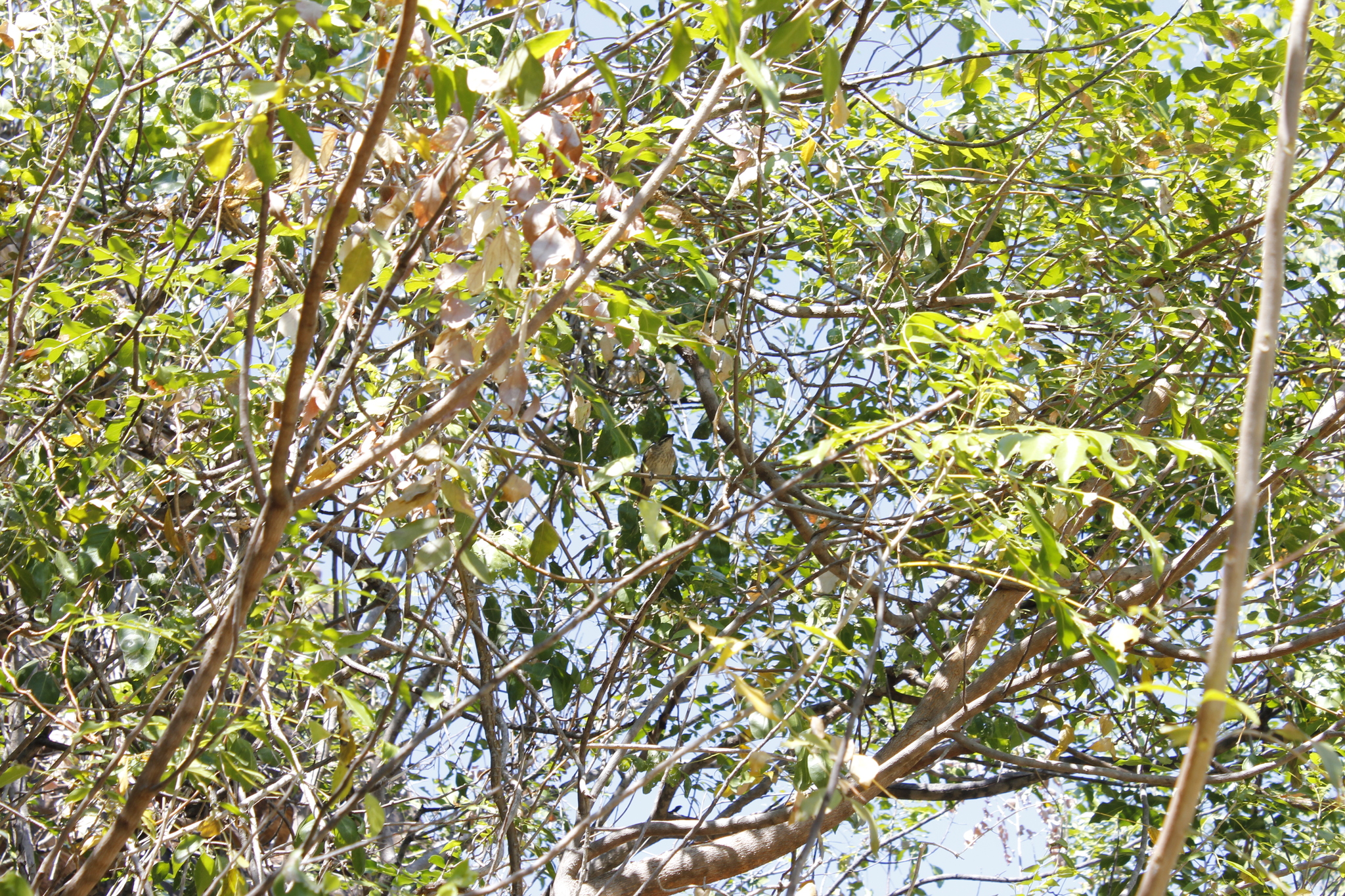Kimberley Honeyeater illustration
